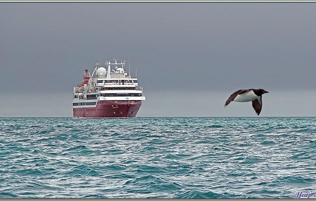 Les falaises d'Alkefjellet avec ses cascades et ses Guillemots de Brünnich - Spitzberg - Svalbard - Norvège