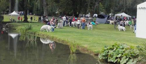 Fête des chiens des Pyrénées