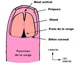 Petit bout de chair