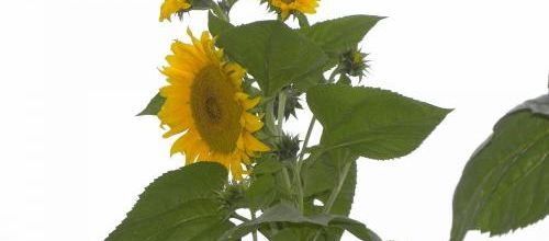 Mes adorables tournesols