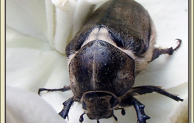 Hanneton "Anoxia villosa" femelle - La Couarde-sur-Mer- Ile de Ré - 17