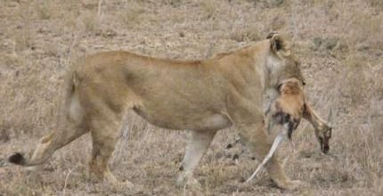 _Do you want to roar, this morning???_