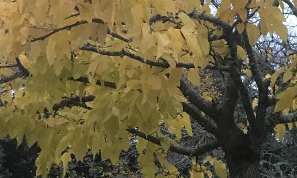 Le mois des feuilles volantes