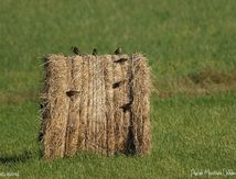 Étourneaux sansonnets juvéniles sur le foin