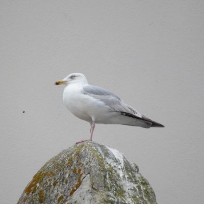 Citations extraites des Méditations du DALAÏ-LAMA (6)