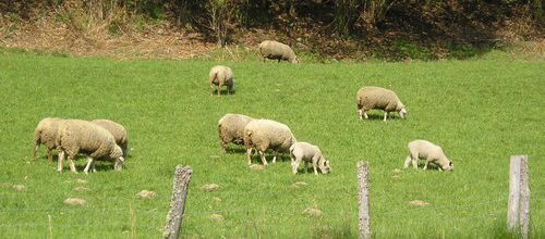 Limousin