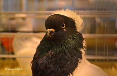 Salon International de l'Agriculture : Les pigeons 