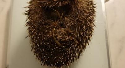 Des nouvelles de bébé kipik