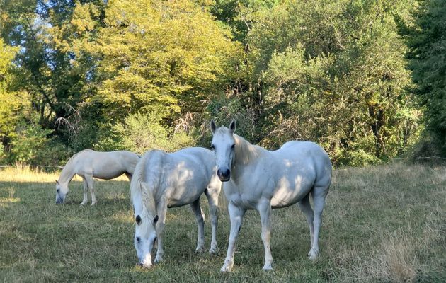 Le 18 août 2025 : Revenons aux chevaux