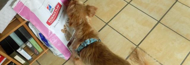 Woopy a reçus ses croquettes