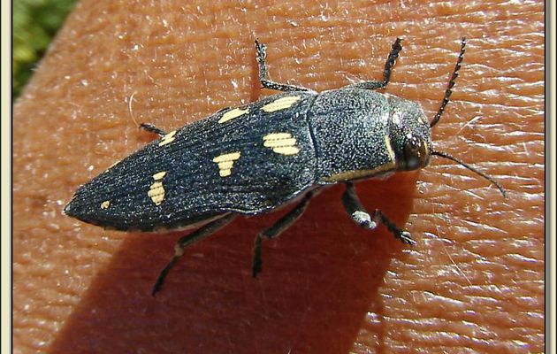 Bupreste à 8 taches (Buprestis octoguttata) - Les Portes-en-Ré - Ile de Ré - 17