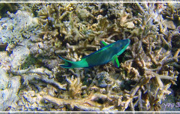 Poisson-perroquet à six bandes ou feuille-morte, Bridled parrotfish (Scarus frenatus) - Snorkeling à Athuruga - Atoll d'Ari - Maldives