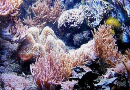 Plantes et animaux marins (2)