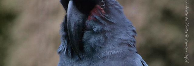 Ménagerie du Jardin des Plantes : Cacatoès Noir