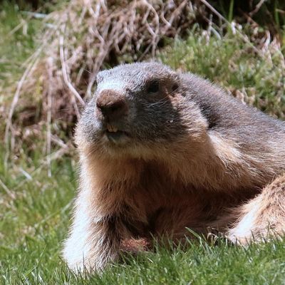 Marmottes des Alpes  