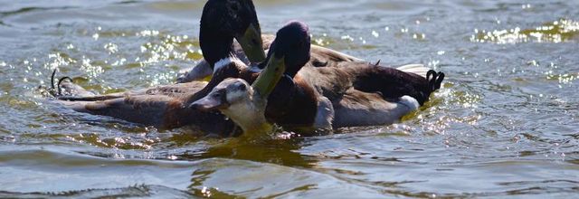 Parc Floral de Paris : L'amour chez les canards Colvert