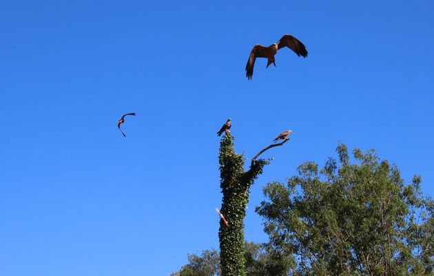 les oiseaux au Puy du Fou -2