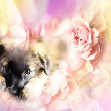 Fond d'écran chien parmi les fleurs