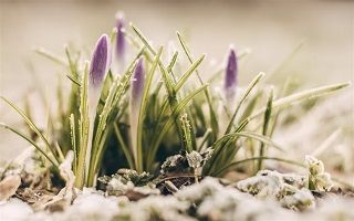 L'hiver ne cède pas sa place facillement ... 