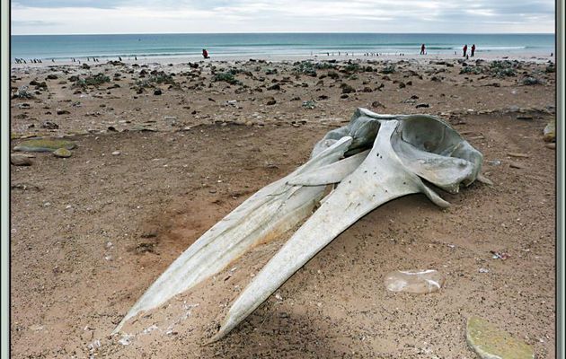 Crâne de baleine échoué sur la plage - Saunders Island - Falkland Islands, Iles Malouines, Islas Malvinas