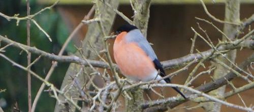 Monsieur et Madame Bouvreuil