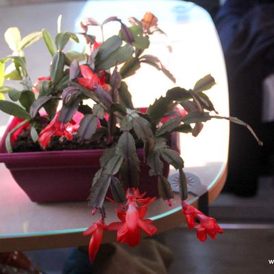 ESPAGNE (9). Lundi 12.01.26 au ....