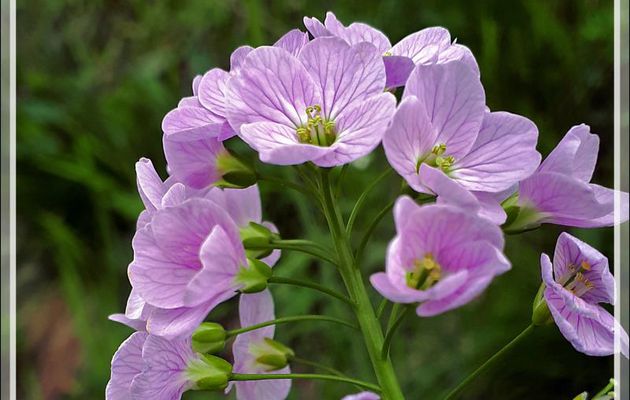 Cardamine des prés, Cresson des prés, Cuckoo flower, Lady's smock (Cardamine pratensis) - Milhas - 31