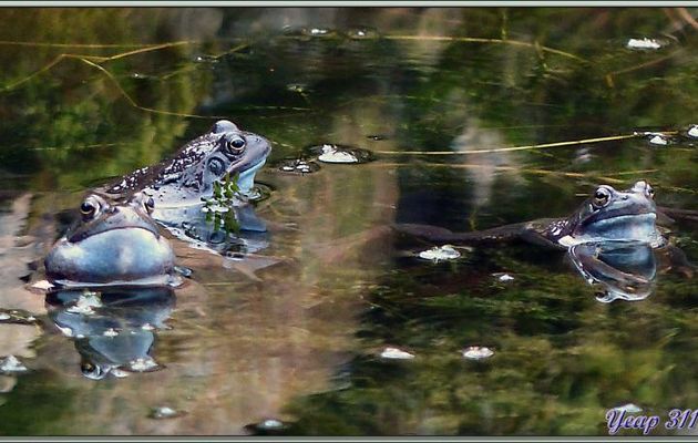 Les grenouilles rousses (Rana temporaria) de mon bassin à poissons - Lartigau - Milhas - 31
