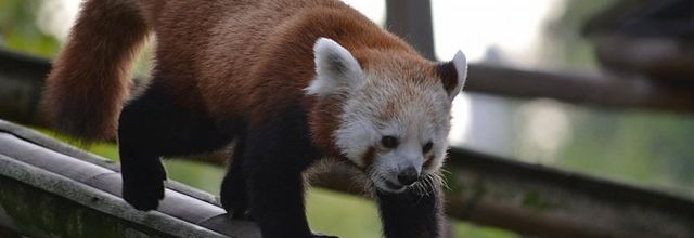 Maya, le panda roux de la Ménagerie