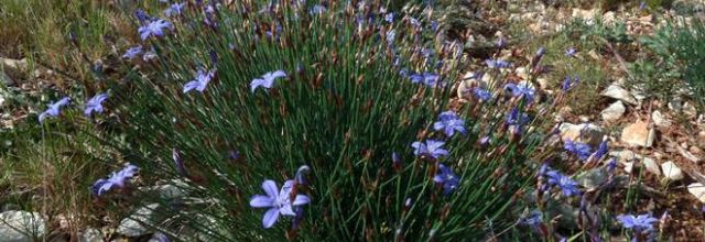 Aphyllanthes monspeliensis  -  aphyllante de Montpellier