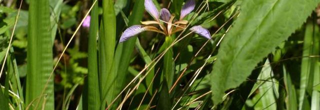 Iris foetidissima  -  iris fétide - iris gigot