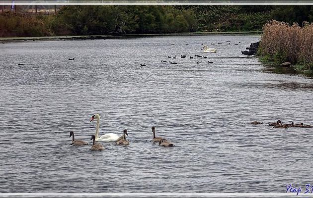 Cygnes, cygneaux (cygnets, cygnons) etc. - Cygne tuberculé, Mute swan (Cygnus olor) - La Couarde-sur-Mer - Ile de Ré - 17