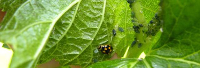 Coccinelle asiatique