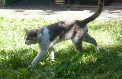mimi le chat... du pavillon