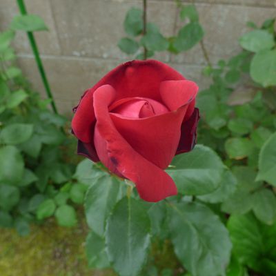 un peu d humidité ce matin pour le bien etre de notre jardin 