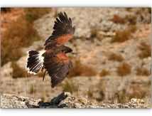 La belle buse au plumage roux