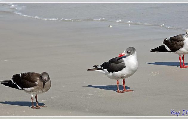 Goélands de Scoresby (juvéniles à trois stades différents), Dolphin Gull (Leucophaeus scoresbii) - Saunders Island - Falkland (Malvinas, Malouines) - Grande-Bretagne