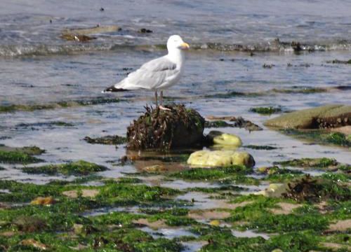 Mouettes, gris et goelands de jean Richepin