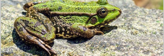 Grenouille Verte (1) - Rana esculenta