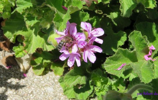 un géranium et une bébète