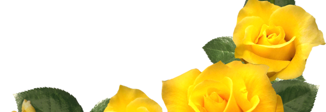 ✿*ﾟYellow flowers