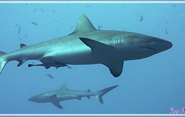 Une bien belle bête, le Requin gris  de récif, Grey reef shark (Carcharhinus amblyrhynchos) - Tumakohua (passe sud) - Atoll de Fakarava - Tuamotu - Polynésie française