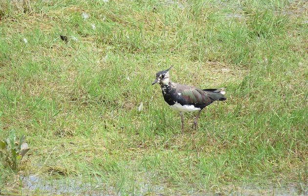un bel oiseau huppé