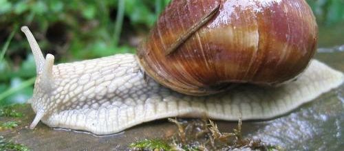 L'escargot (poésie de Robert Desnos)