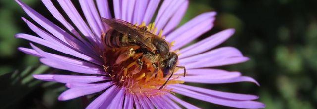 une abeille sur mes asters