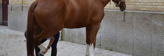 Quartier des Célestins, la Garde Républicaine : Les chevaux