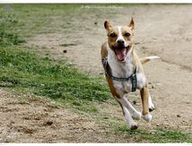 Petite chienne croisée Pinscher et Jack Russell terrier