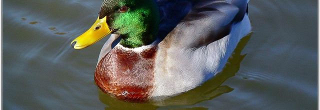 Canard Colvert (5) - Anas platyrhynchos / Mâle