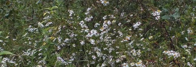 Symphyotrichum x salignum - Aster x salignus  -  aster à feuilles de saule