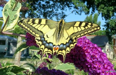 des papillons à voir 